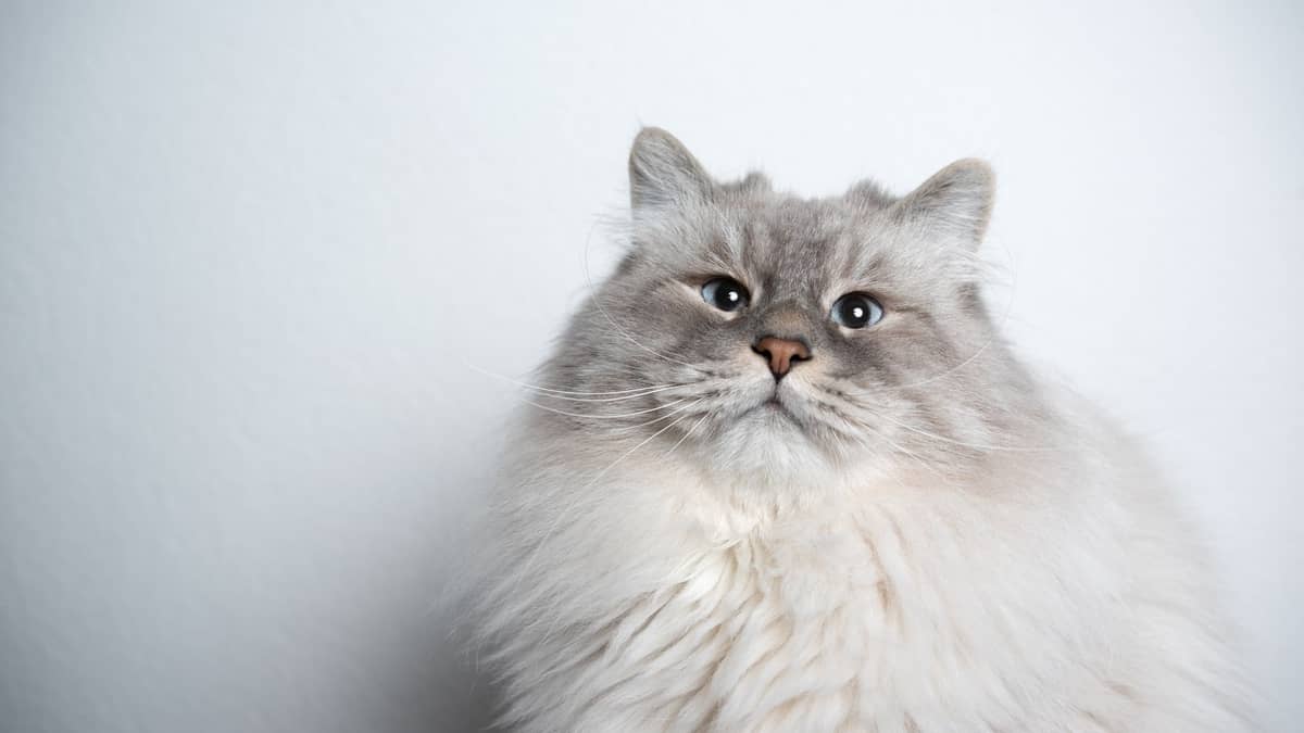 10 Special Tips On How To Care For A Ragdoll Cat