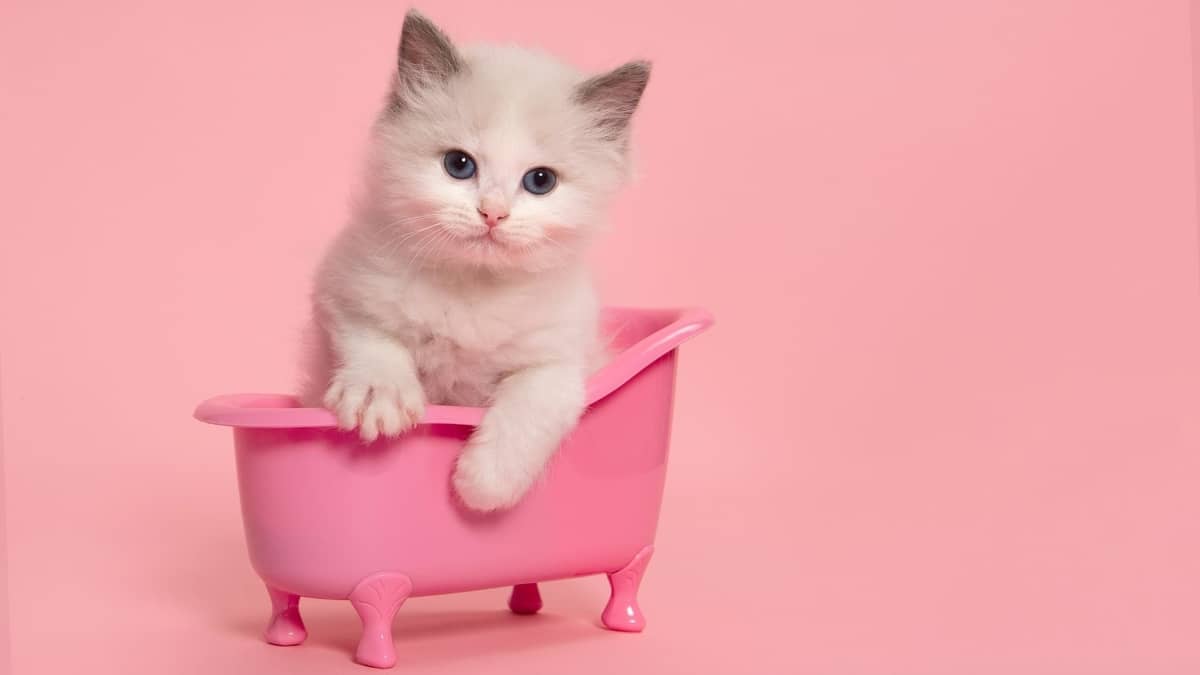 5 Ways On How To Train A Ragdoll Kitten