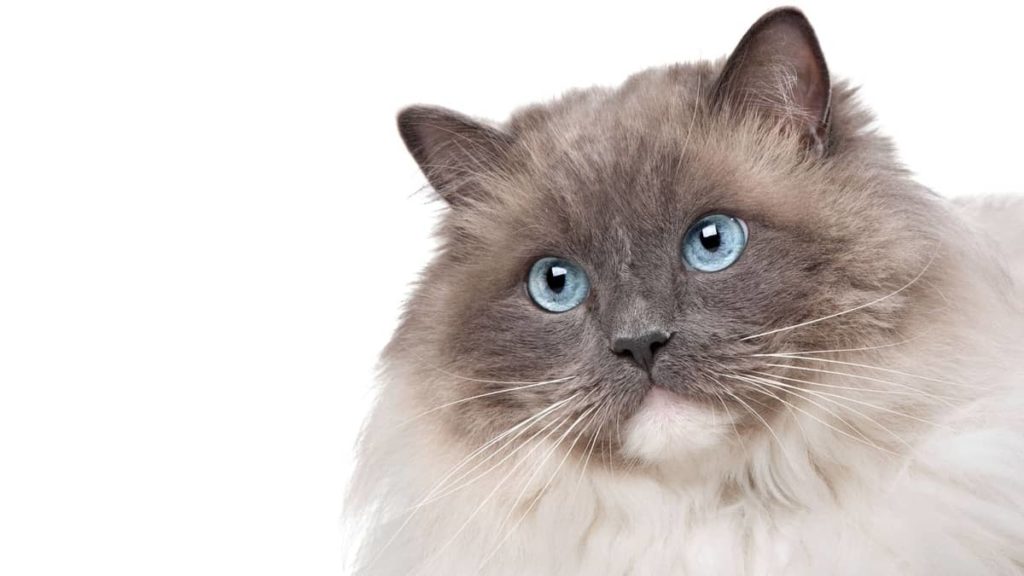 How Much Do Ragdoll Cats Weigh? - Ragdoll Care