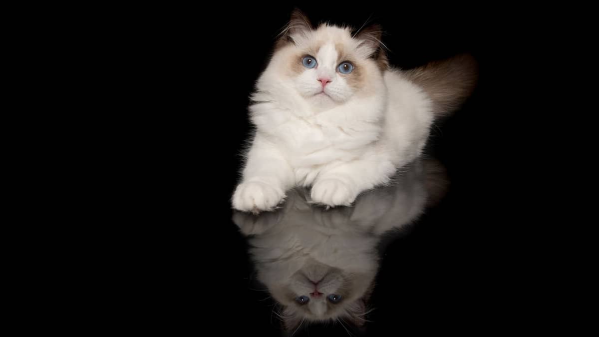How Much Is A Purebred Ragdoll Kitten