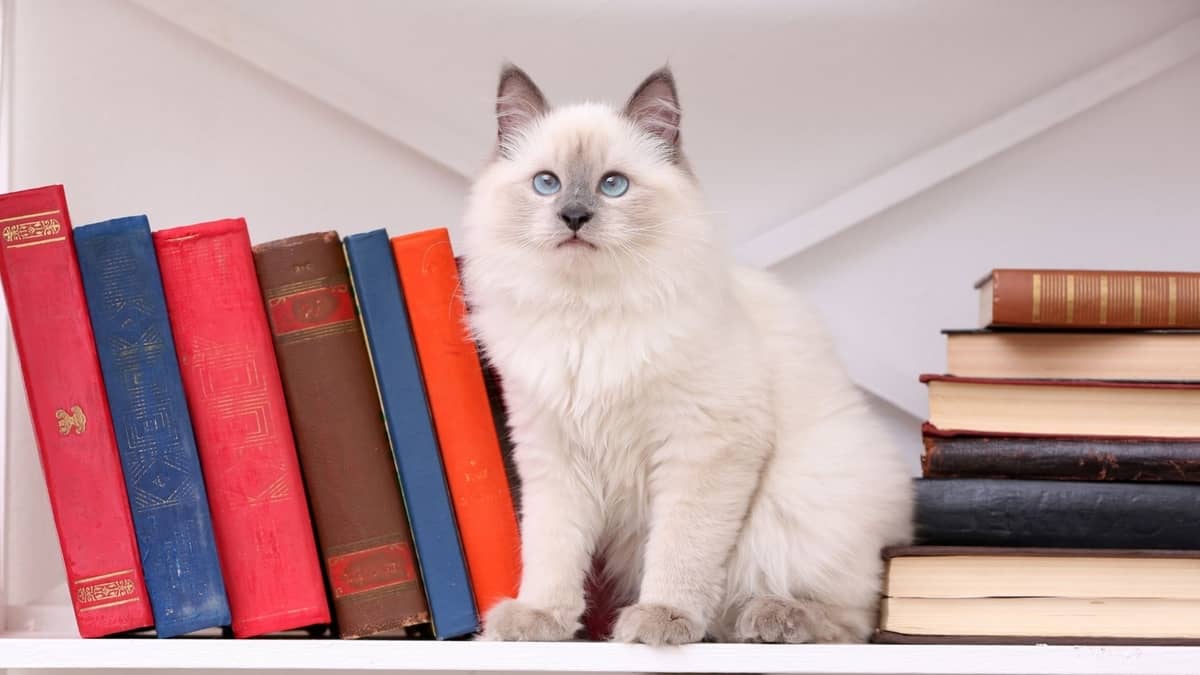 How Smart Are Ragdoll Cats On A Scale Of 1-10