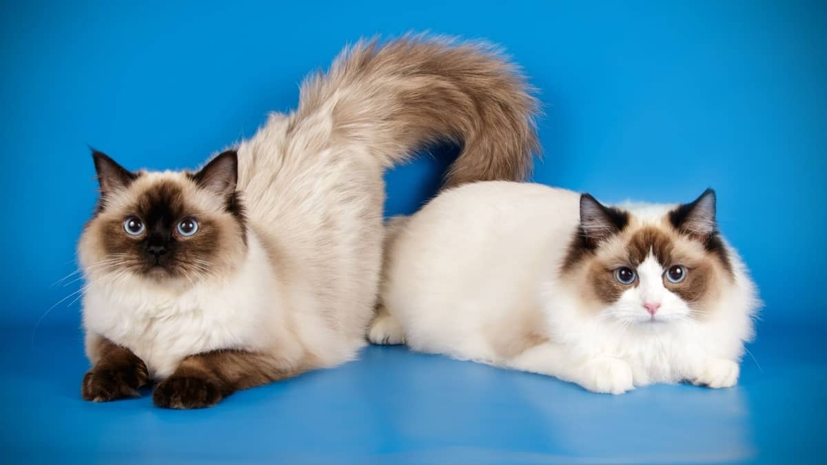 What Are Ragdoll Cats Like - Their Unique Traits