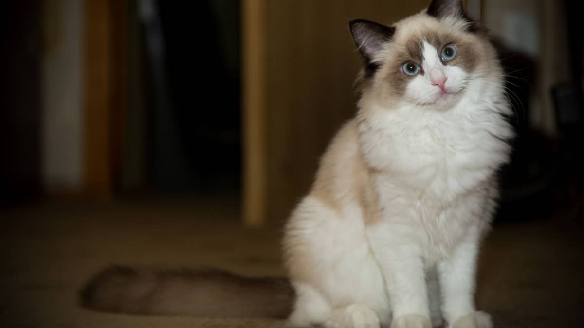 What Are The Characteristics Of A Ragdoll Cat