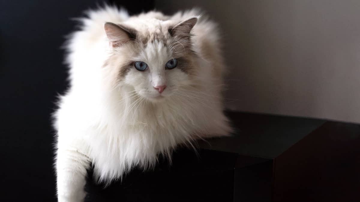 What Does A Ragdoll Cat Look Like