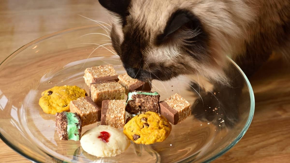 What Food is Best For Ragdoll Cats