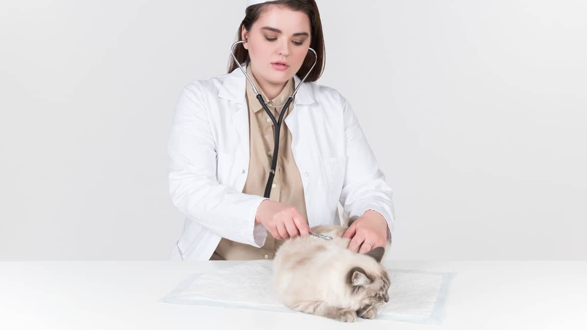 What Health Problems Do Ragdoll Cats Have