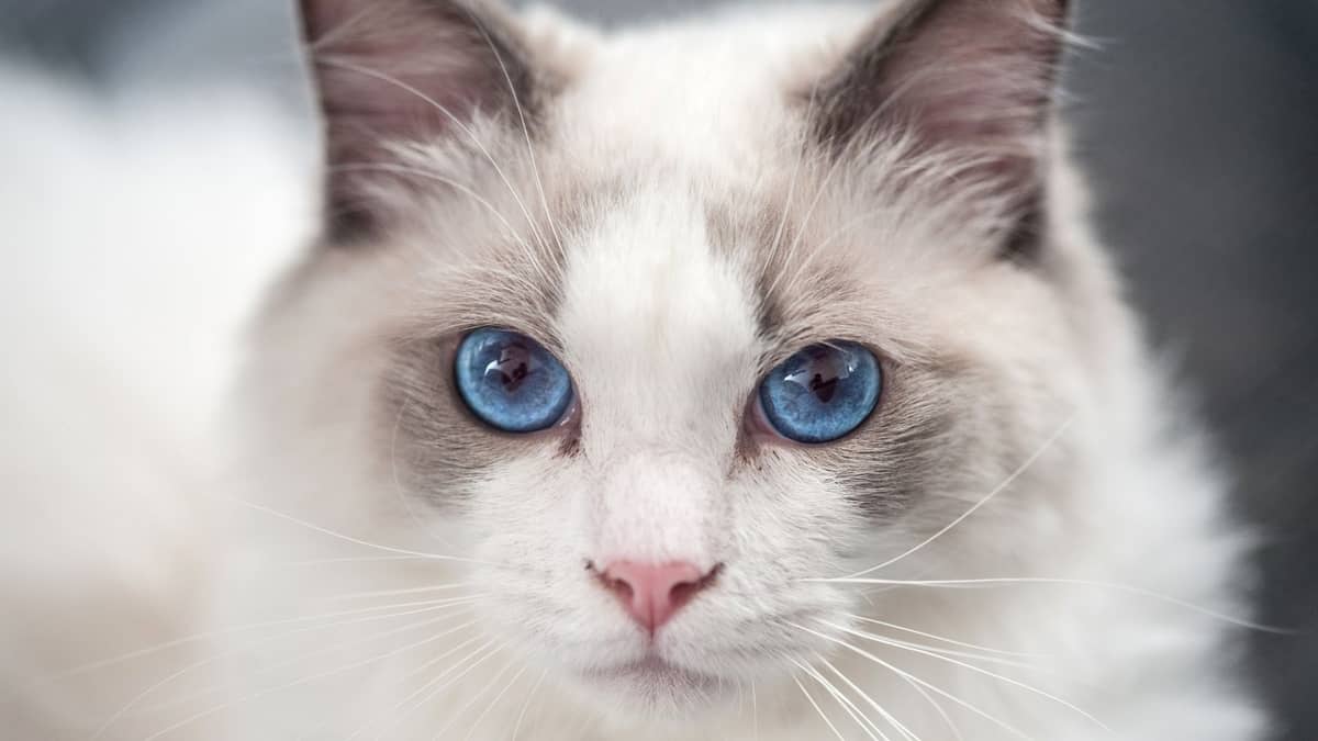 What Is A Ragdoll Cat A Mix Of