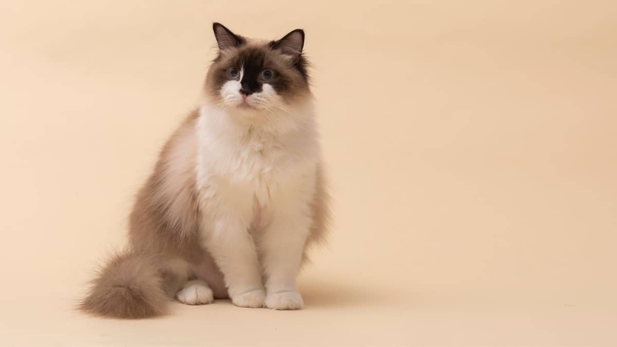 What Is Special About Ragdoll Cats