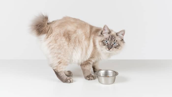 best food for ragdoll cats