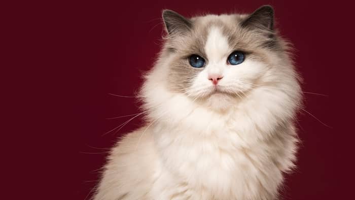 how many years does a ragdoll cat lives
