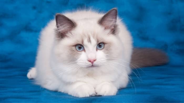what are ragdoll cats like