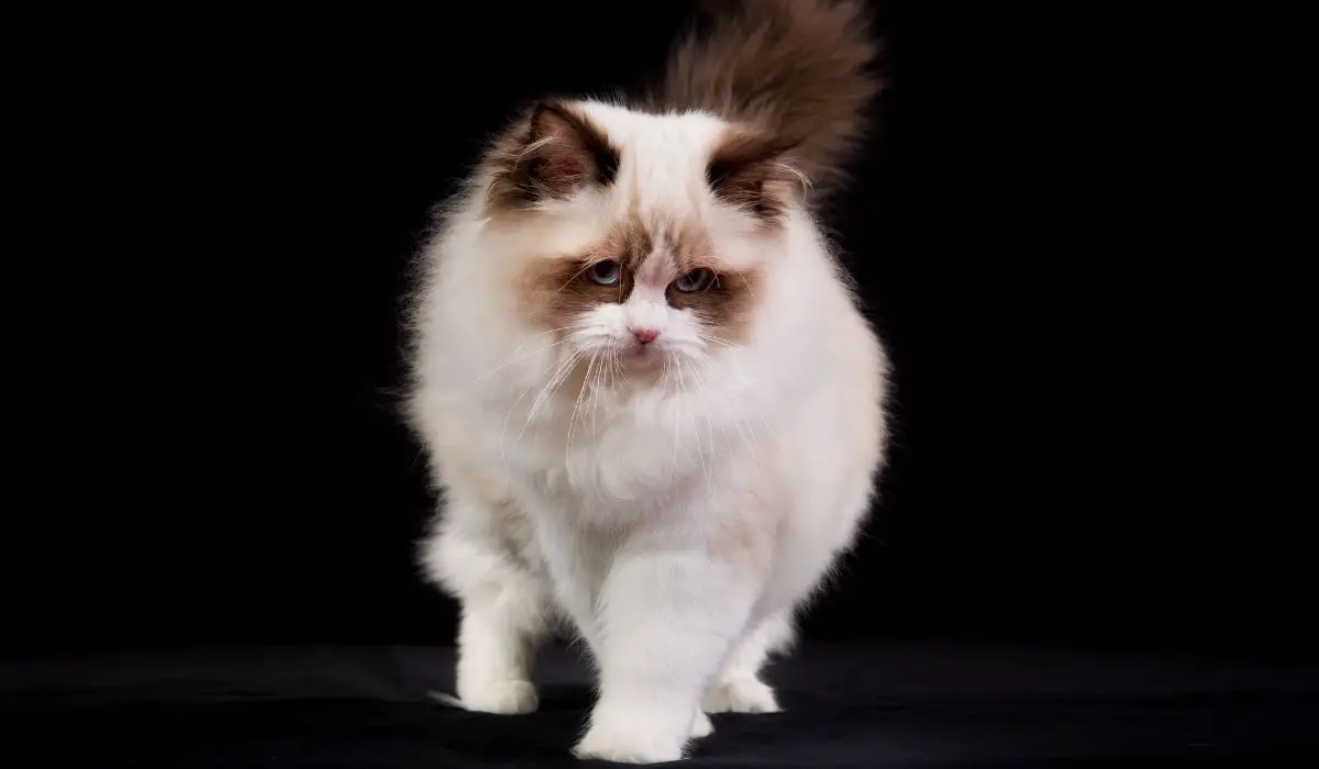 Learn How To Make A Ragdoll Cat