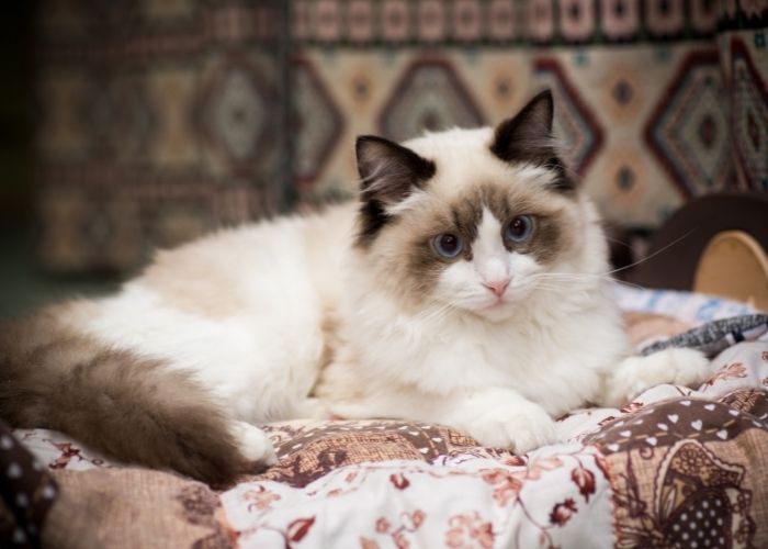 What is the mix of a Ragdoll cat