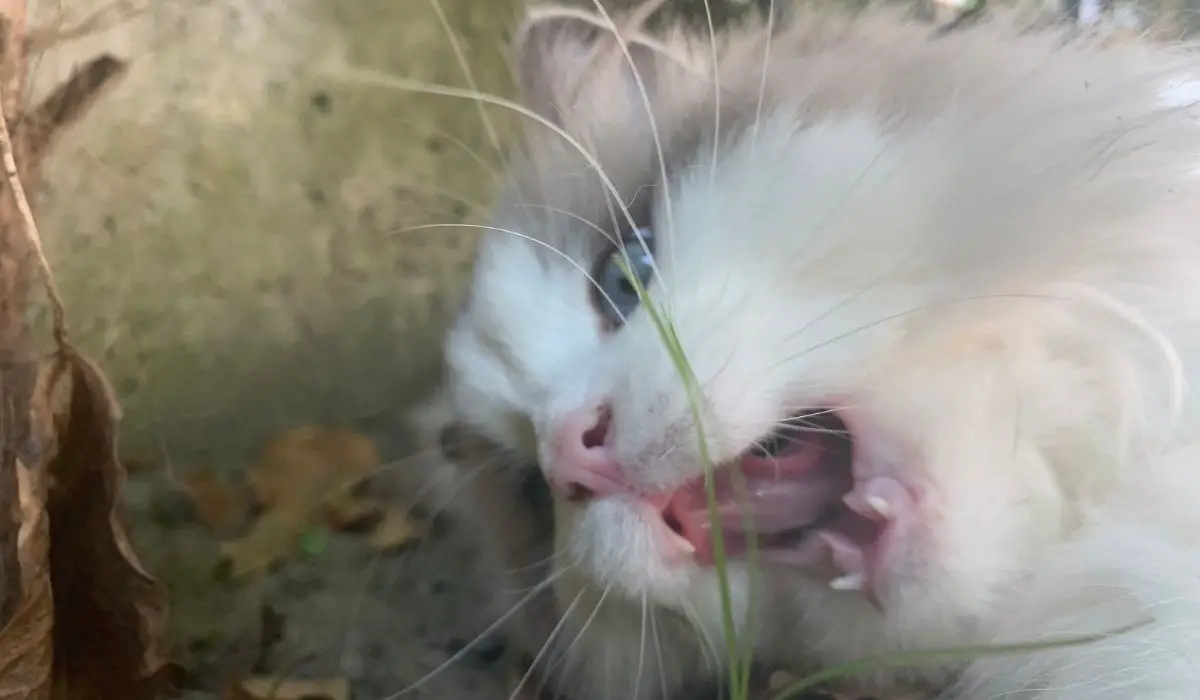 Why Do Ragdoll Cats Bite - 5 Reasons