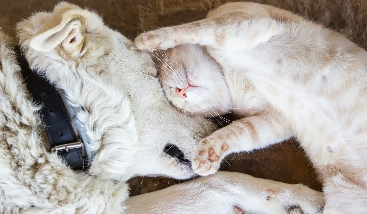 The Relationship Between Ragdoll Cats With Dogs