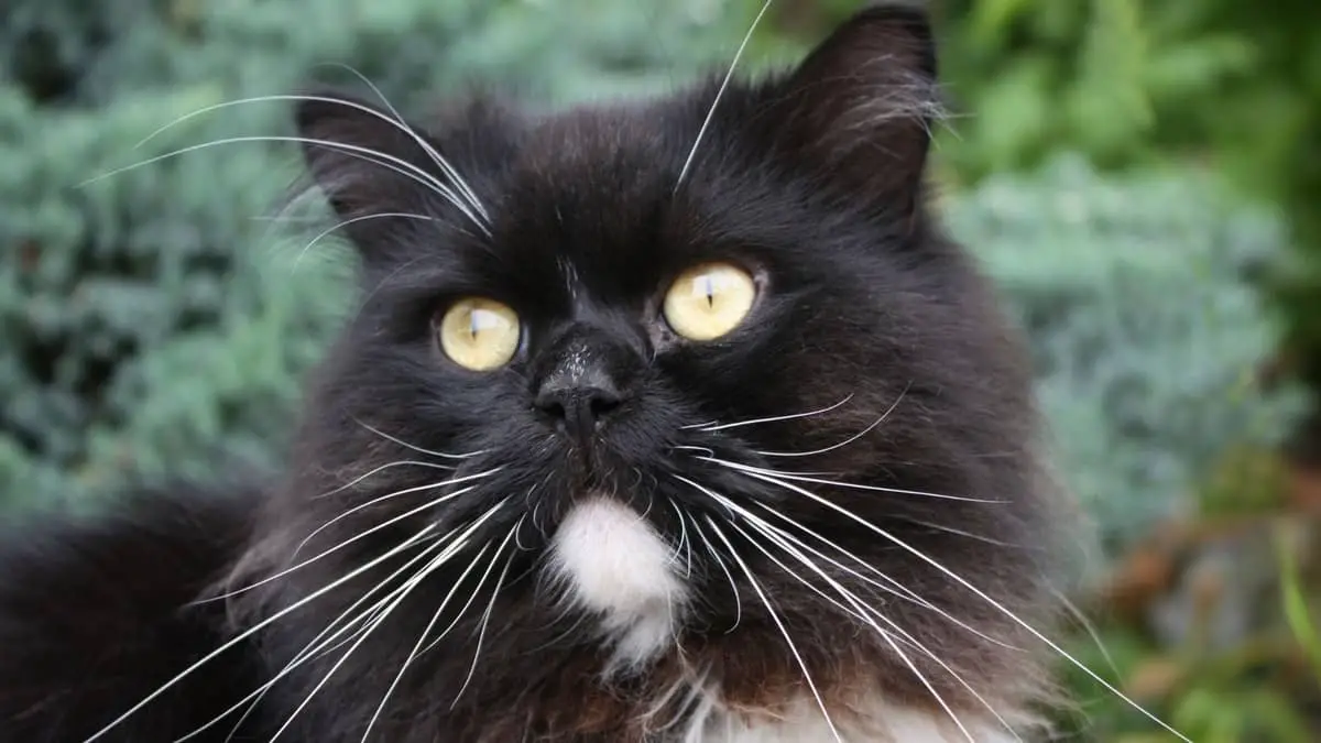 The Beautiful Ragamuffin Black Ragdoll Cat 