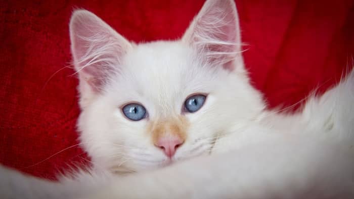 What is a flame point Ragdoll?