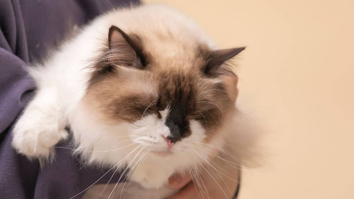 What You Need To Know About Ragdoll Cats And Allergies 