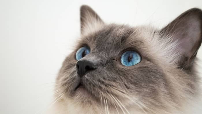 How much does a black Ragdoll cat cost?