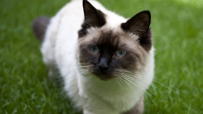 How much is a Ragdoll Himalayan cat?