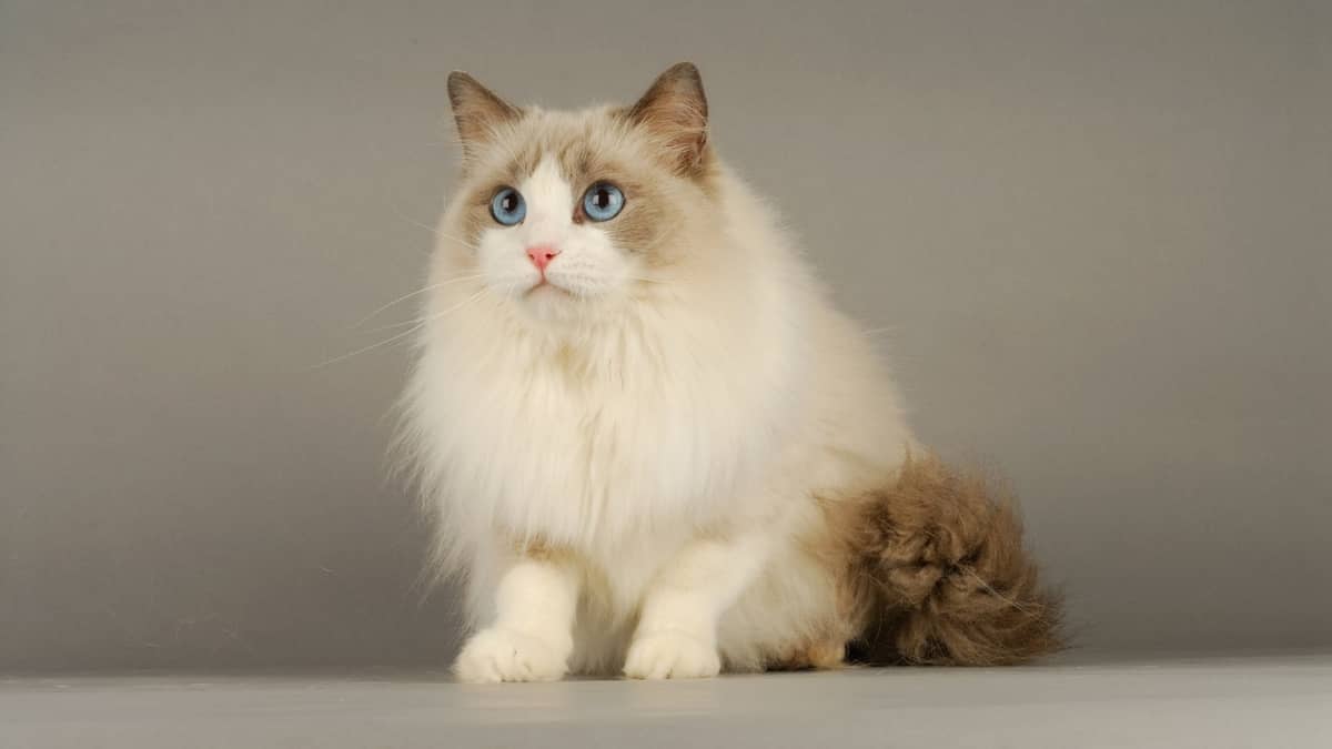 The Total Cost Of Owning A Ragdoll Cat