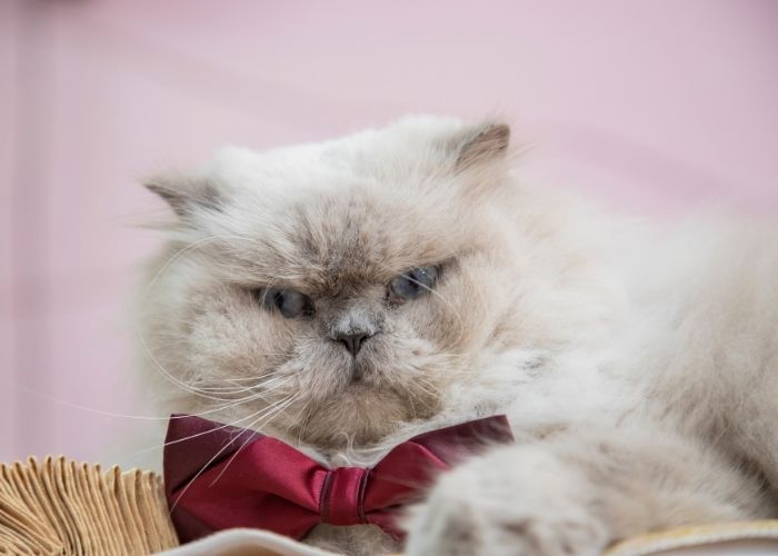 What Is A Persian Ragdoll