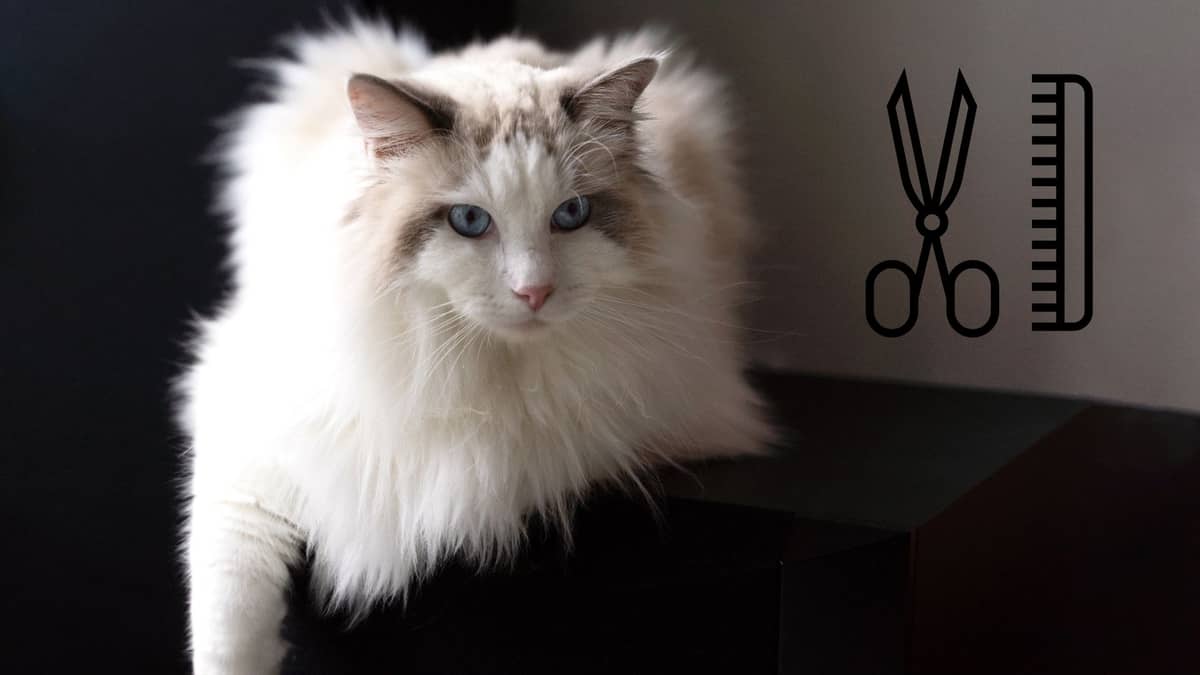 Can You Shave A Ragdoll Cat?  A Deeper Look