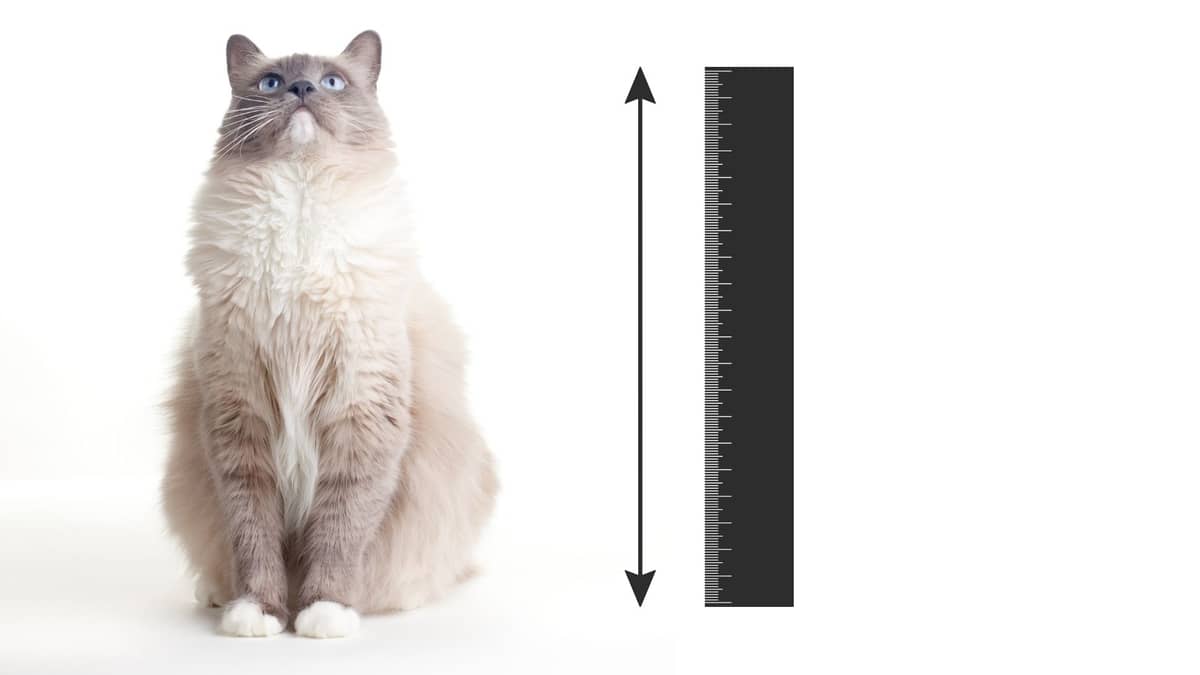 A Guide To Ragdoll Cat Size Chart