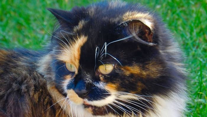 Why is it called tortoiseshell?
