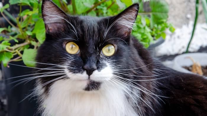 What type of cat is a black and white tuxedo?