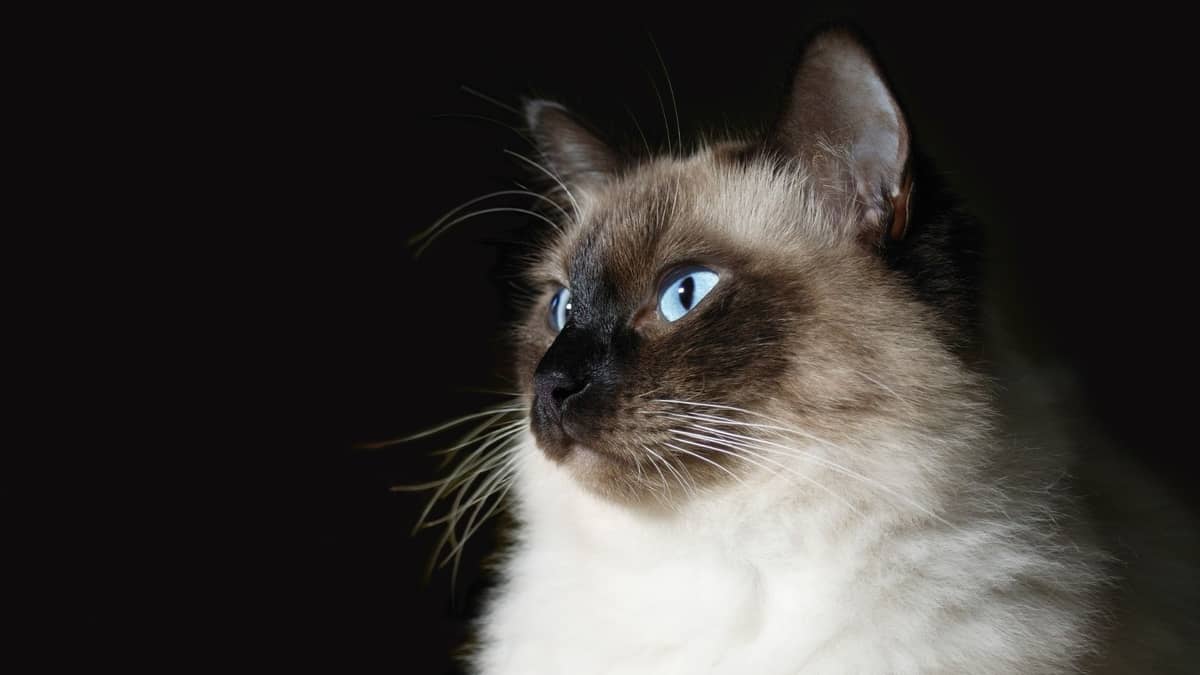 The Unique Siamese Ragdoll Cat 