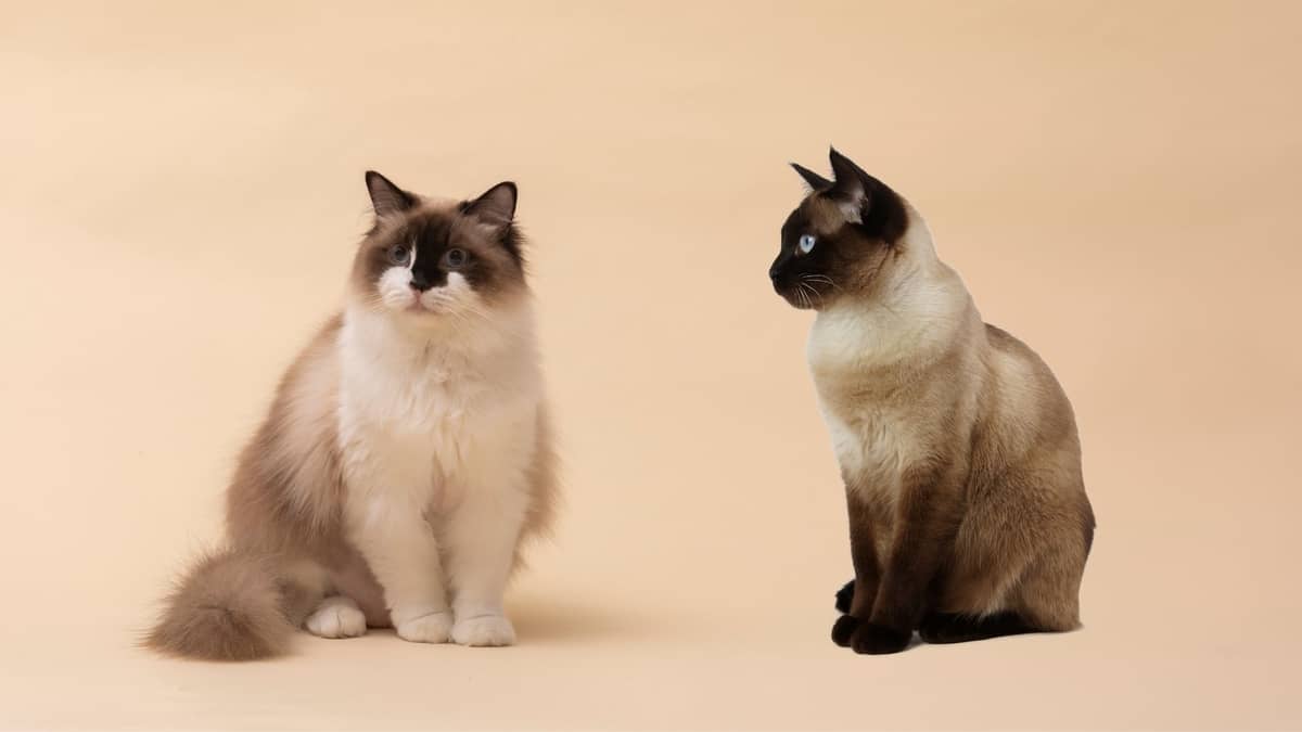 The Difference Between A Ragdoll And A Siamese 
