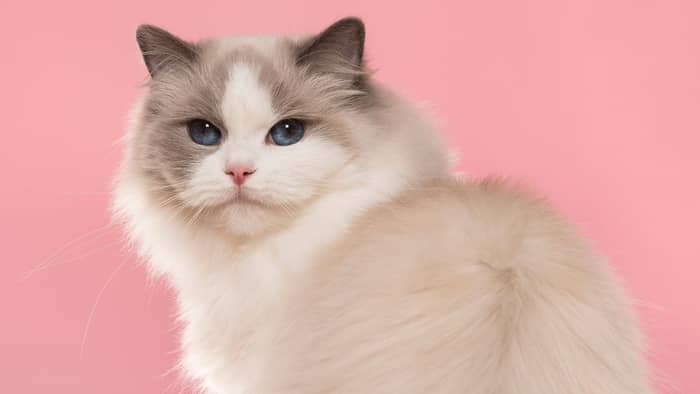 What does a Ragdoll Siamese look like