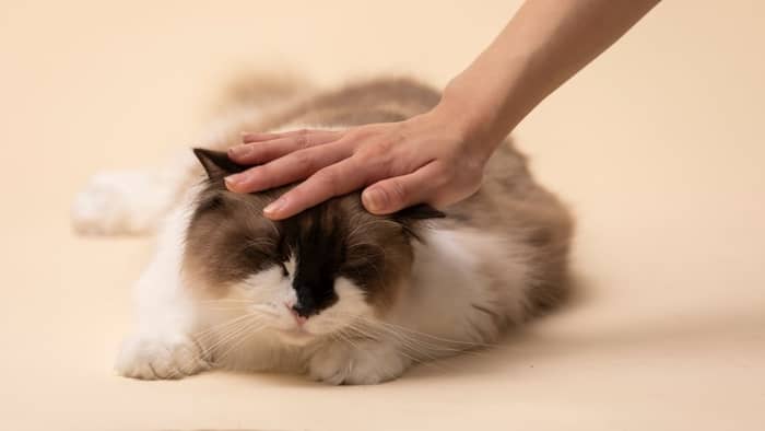 How do you know if your Ragdoll loves you