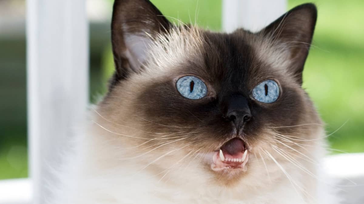 Are Ragdoll Cats Vocal? - An Indepth look