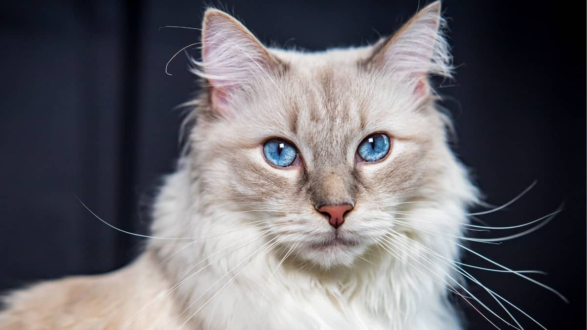 Do Ragdoll Cats Have Blue Eyes Only? 