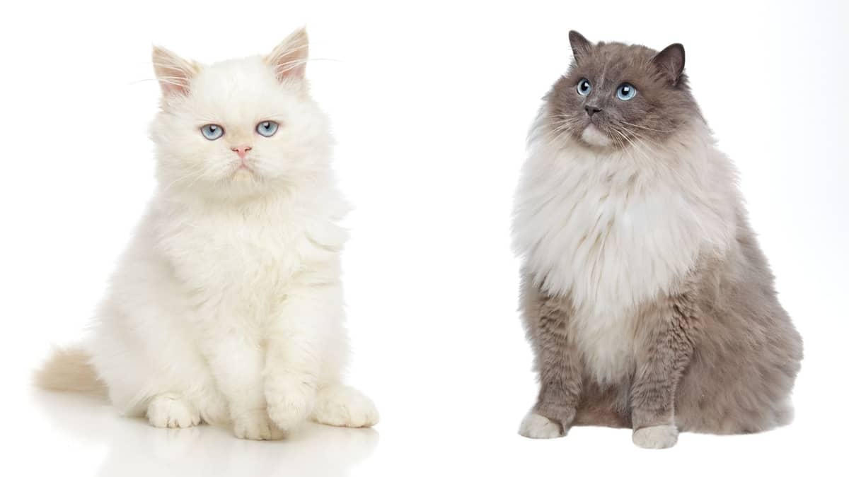 A Complete Guide On Persian Cat vs Ragdoll Cat Breeds