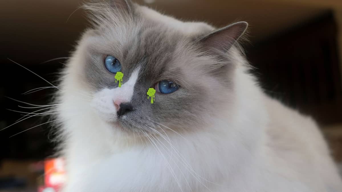 All You Need to Know About Ragdoll Cat Eye Problems