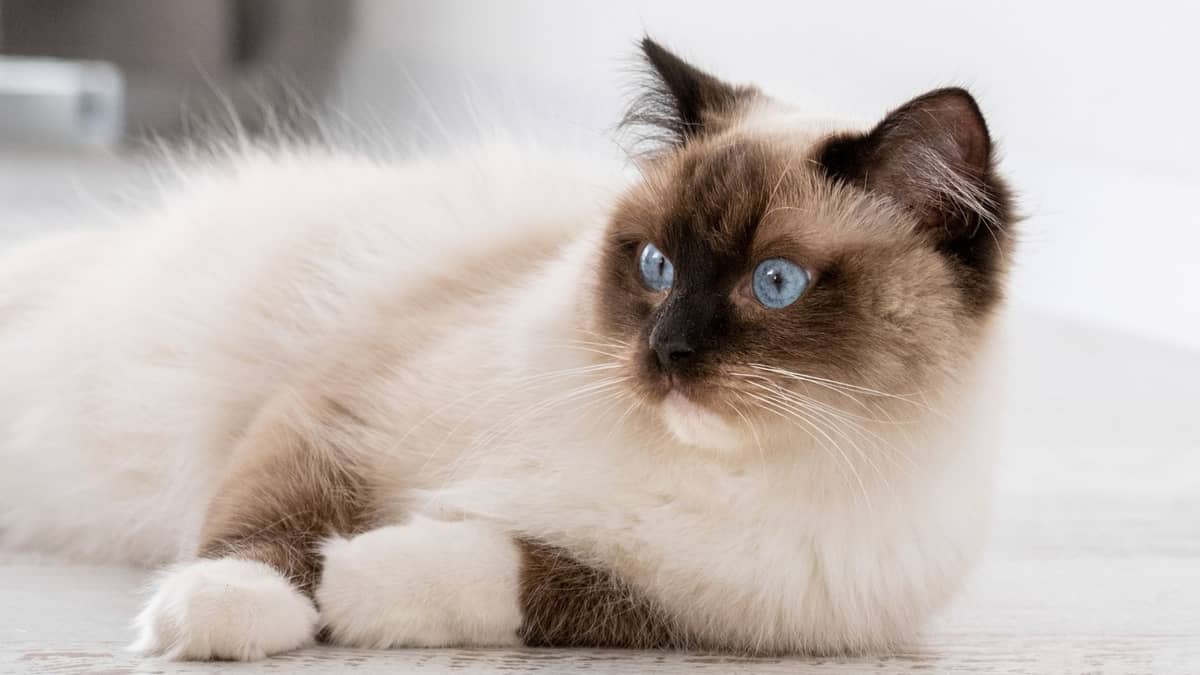 What is The Lifespan of a Ragdoll Cat? 