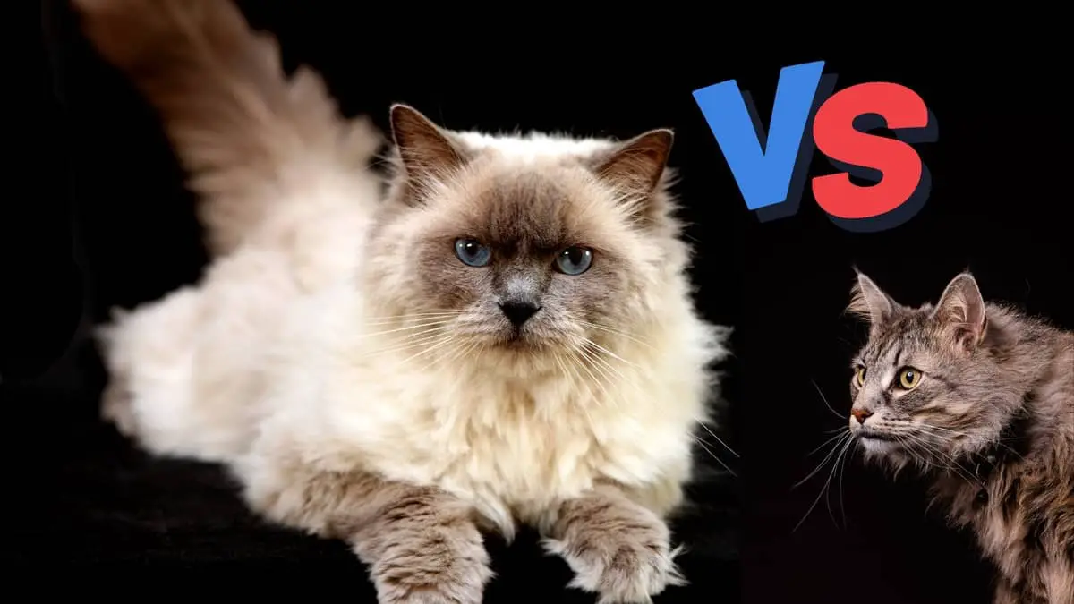 All About Norwegian Forest Cat vs Ragdoll Cat Breed
