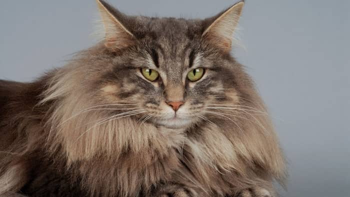 Are Norwegian Forest Cats noisy
