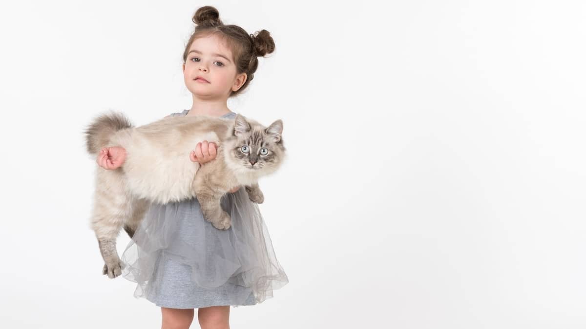 Do Ragdoll Cats Like To Be Held?