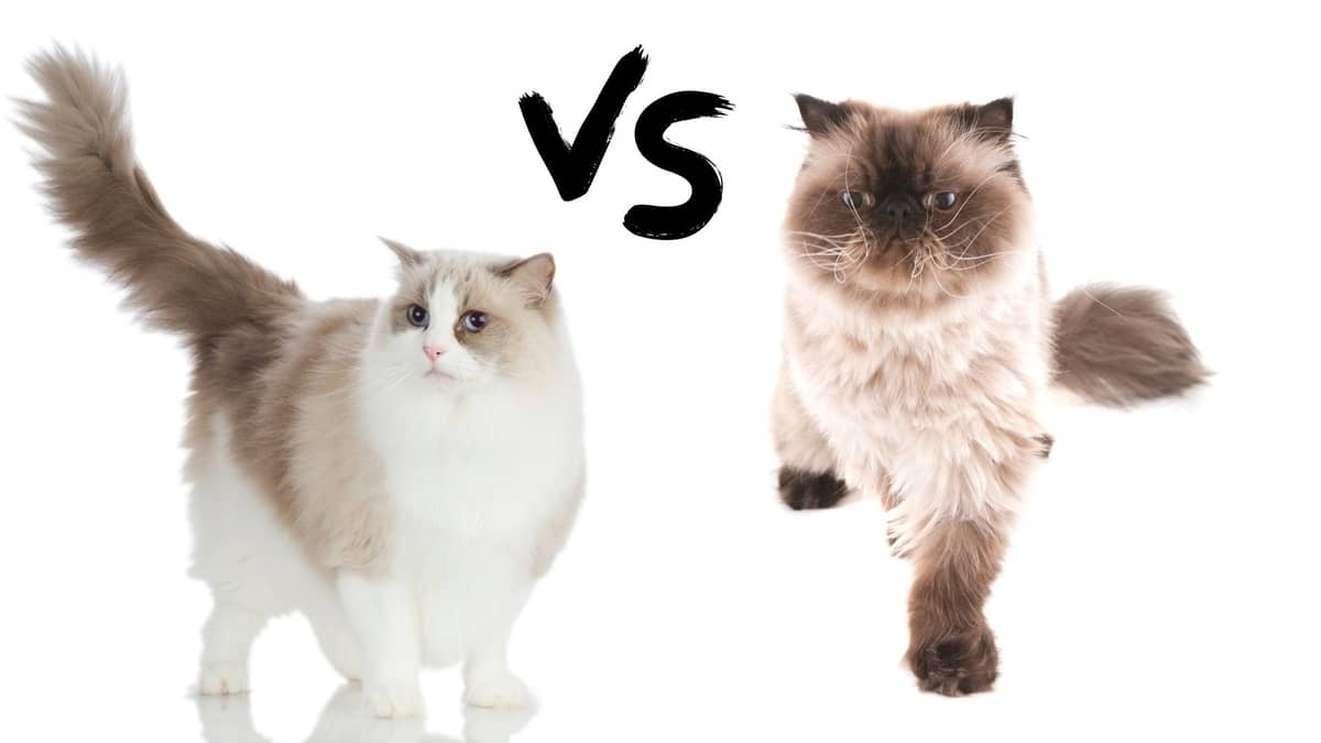 All About Ragdoll Cat vs Himalayan Cat 