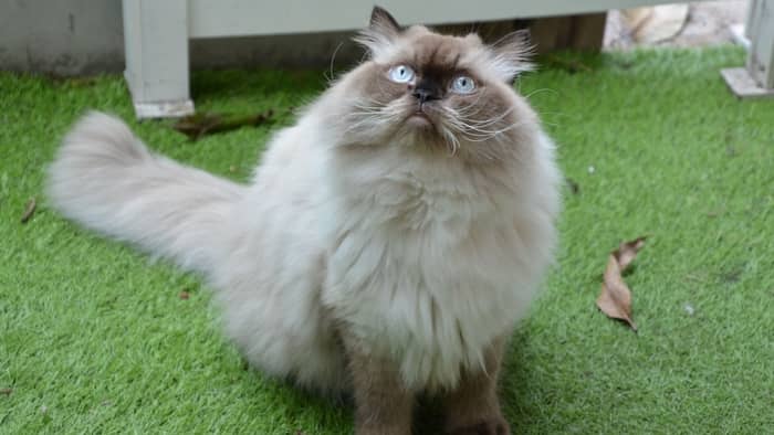 What makes Ragdoll cats different