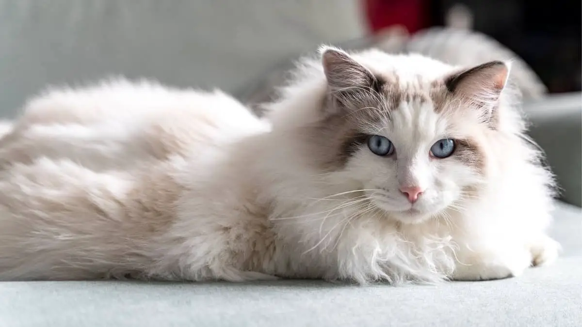 What Makes A Ragdoll Cat So Popular In The US?
