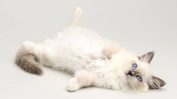 How were Ragdoll cats made
