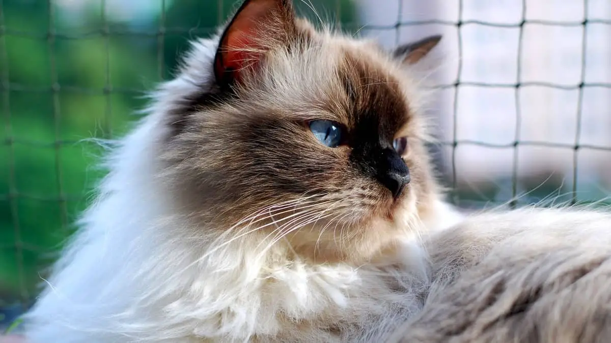 10 Cons Of Owning A Ragdoll Cat 