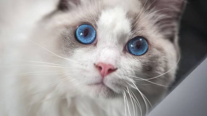 What is special about a Ragdoll cat