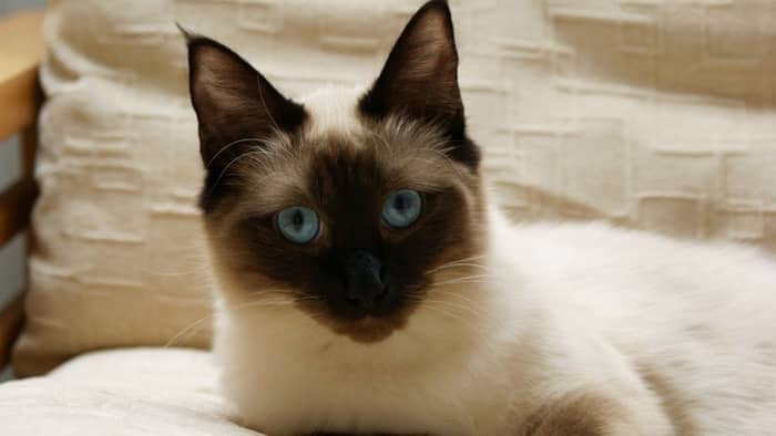 What Are The Characteristics Of A Ragdoll Cat Mixed With Siamese