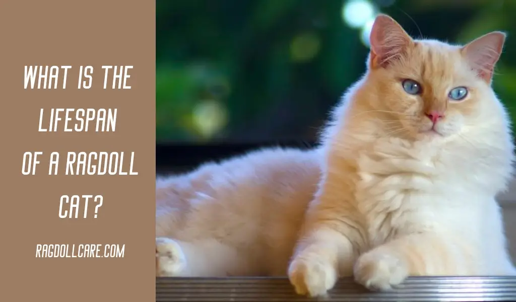 What is The Lifespan of a Ragdoll Cat? Factors of Influence!